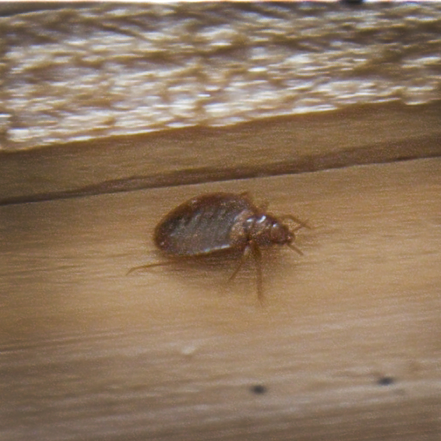 Anwendungsfall für KNOCK OUT - BED BUG CHECK Bettwanzen Test